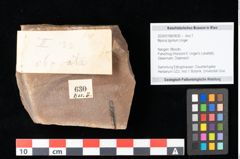 Foto (Objekt + Etikett) von Myrica lignitum Unger (NHMW-GEO-2024-0188-0630)